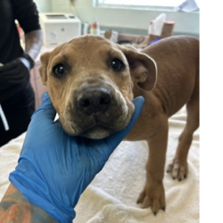 Shelter Stray Female Dog last seen , 3607 N Armenia Ave, Tampa, FL 33607, USA