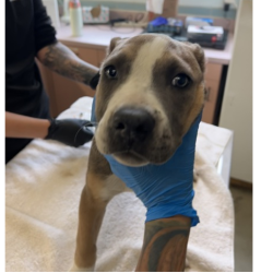 Shelter Stray Female Dog last seen , 3607 N Armenia Ave, Tampa, FL 33607, USA