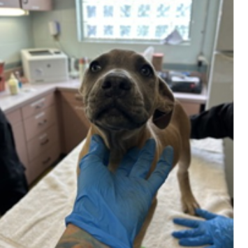 Shelter Stray Female Dog last seen , 3607 N Armenia Ave, Tampa, FL 33607, USA