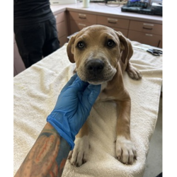Shelter Stray Female Dog last seen , 3607 N Armenia Ave, Tampa, FL 33607, USA
