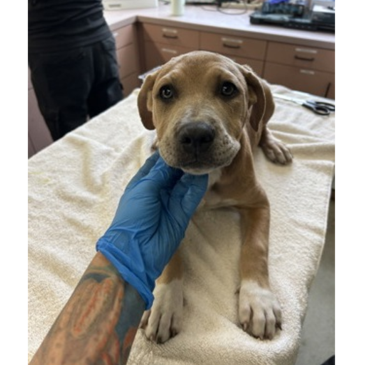 Shelter Stray Female Dog last seen , 3607 N Armenia Ave, Tampa, FL 33607, USA