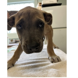 Shelter Stray Female Dog last seen , 3607 N Armenia Ave, Tampa, FL 33607, USA