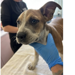 Shelter Stray Female Dog last seen , 3607 N Armenia Ave, Tampa, FL 33607, USA