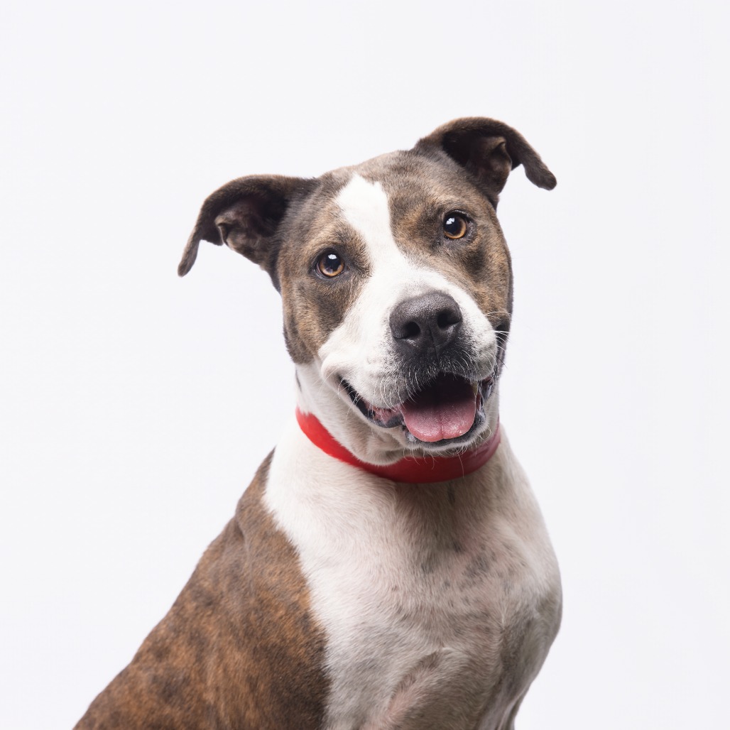 Shelter Stray Female Dog last seen , 3607 N Armenia Ave, Tampa, FL 33607, USA