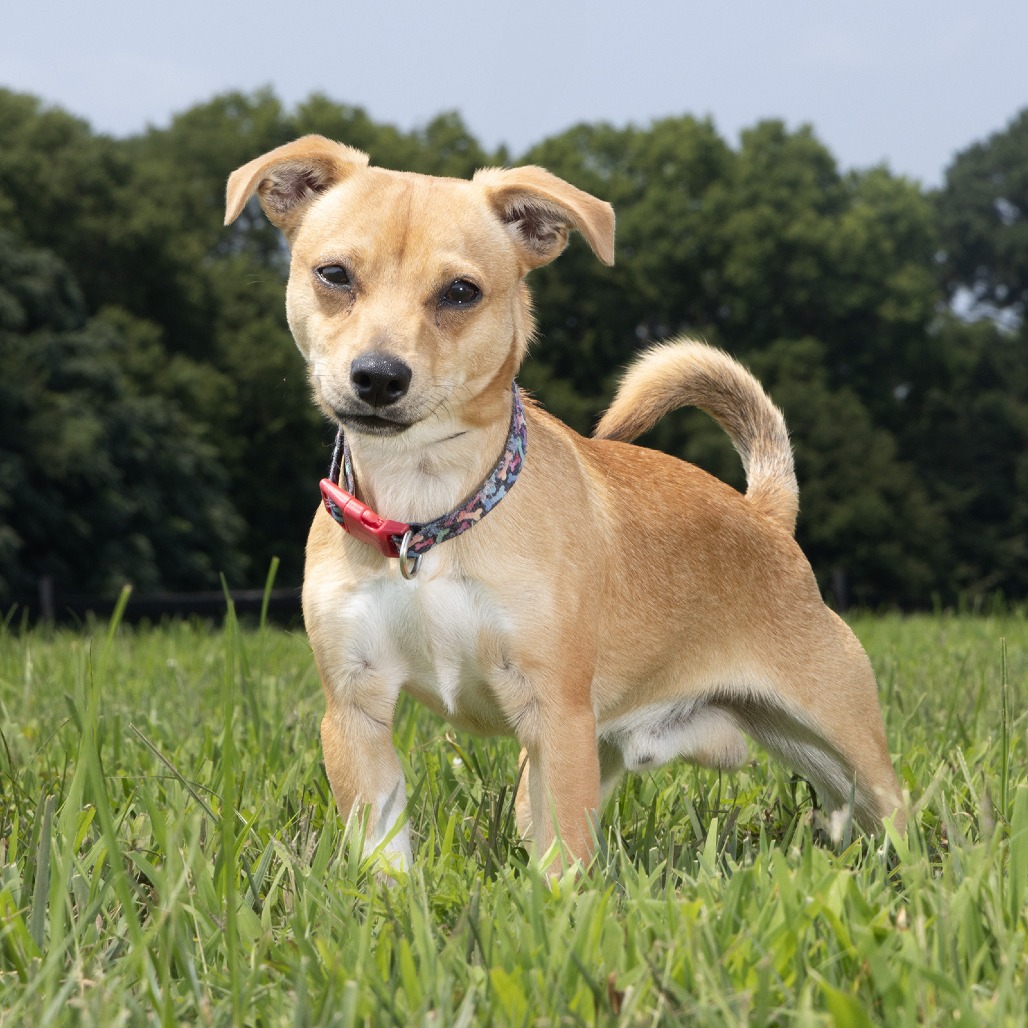 Shelter Stray Male Dog last seen , 1006 Grigsby Hayes Ct, Franklin, TN 37064, USA