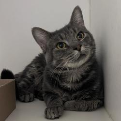 Shelter Stray Male Cat last seen , Animal Care & Control Team of Philly, 111 W Hunting Park Ave, Philadelphia, PA 19140, USA