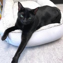 Shelter Stray Male Cat last seen , Animal Care & Control Team of Philly, 111 W Hunting Park Ave, Philadelphia, PA 19140, USA