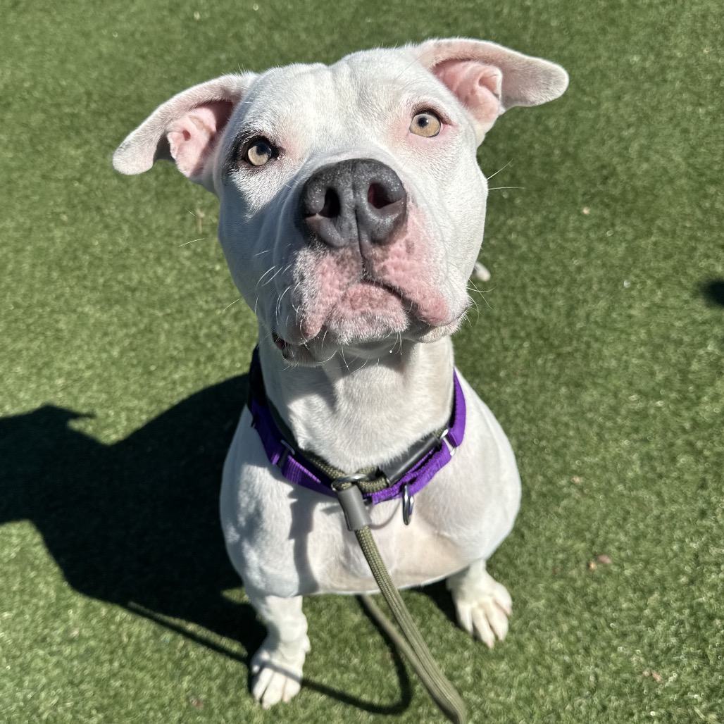 Shelter Stray Male Dog last seen , Animal Care & Control Team of Philly, 111 W Hunting Park Ave, Philadelphia, PA 19140, USA
