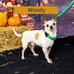 Shelter Stray Male Dog last seen , Animal Care & Control Team of Philly, 111 W Hunting Park Ave, Philadelphia, PA 19140, USA