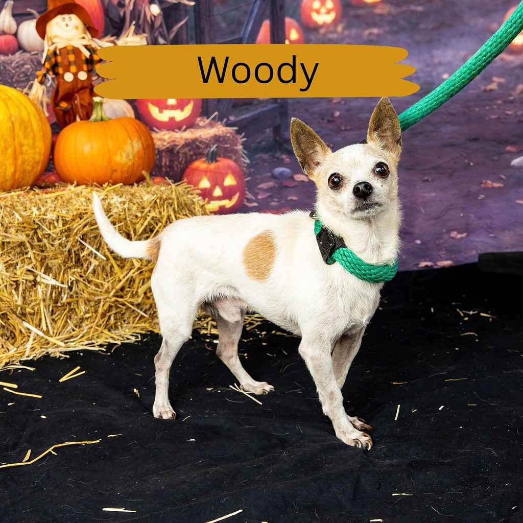 Shelter Stray Male Dog last seen , Animal Care & Control Team of Philly, 111 W Hunting Park Ave, Philadelphia, PA 19140, USA