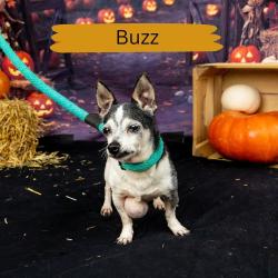 Shelter Stray Male Dog last seen , Animal Care & Control Team of Philly, 111 W Hunting Park Ave, Philadelphia, PA 19140, USA