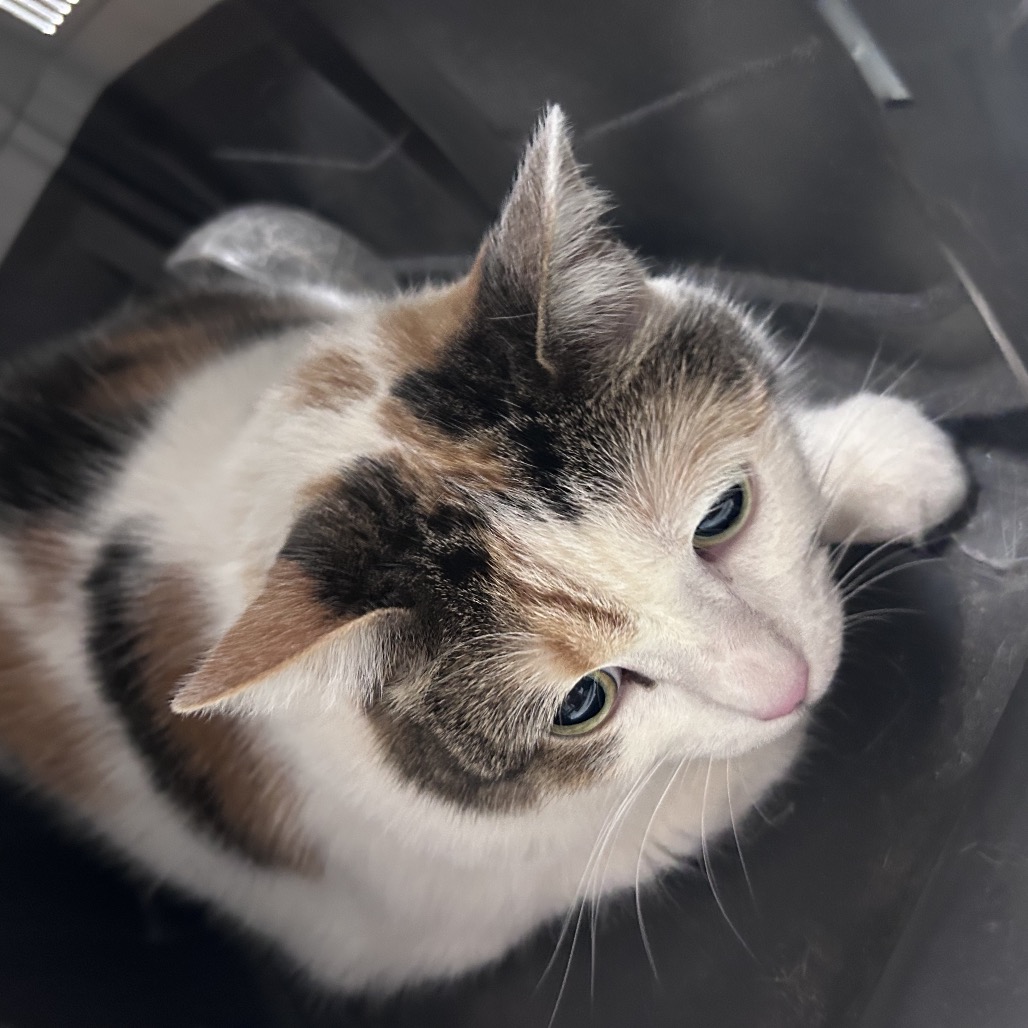 Shelter Stray Female Cat last seen , Animal Care & Control Team of Philly, 111 W Hunting Park Ave, Philadelphia, PA 19140, USA