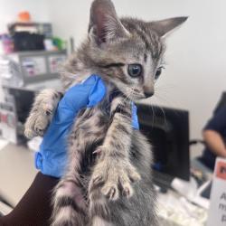 Shelter Stray Unknown Cat last seen , Animal Care & Control Team of Philly, 111 W Hunting Park Ave, Philadelphia, PA 19140, USA