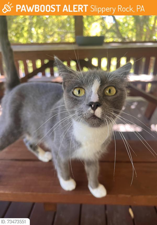 Rehomed Female Cat last seen Off Halston road towards route 8., Slippery Rock, PA 16057