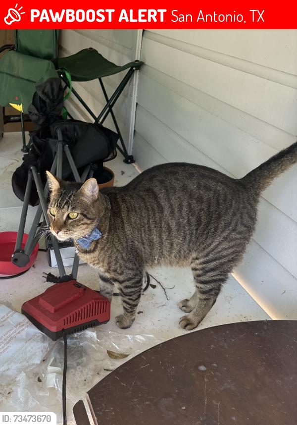 Lost Male Cat last seen Wellesley and Bryn Mawr, San Antonio, TX 78209