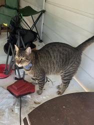 Lost Male Cat last seen Wellesley and Bryn Mawr, San Antonio, TX 78209