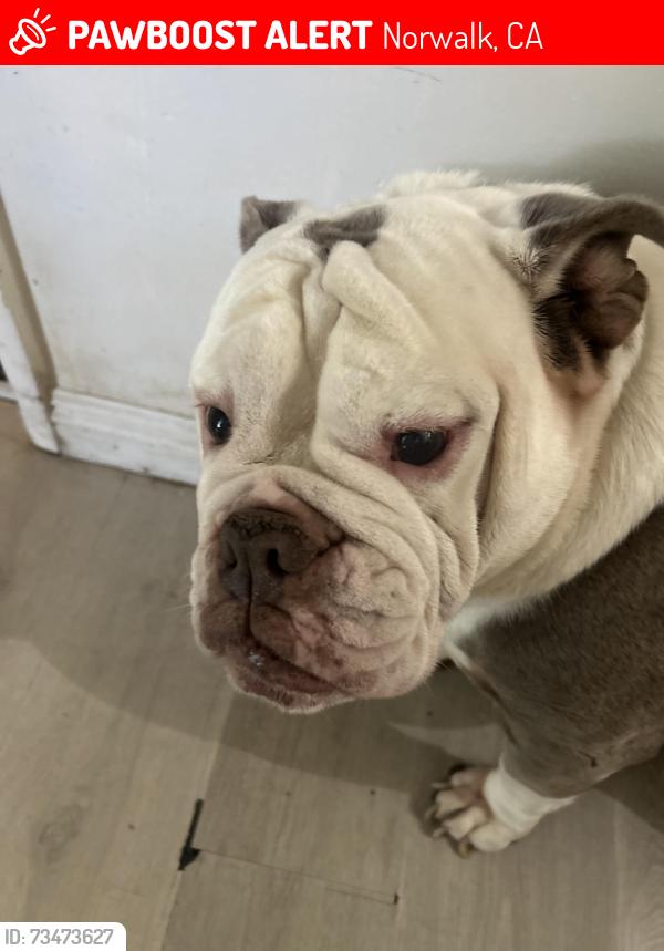 Lost Female Dog last seen Leffingwell and Studebaker, Norwalk, CA 90650