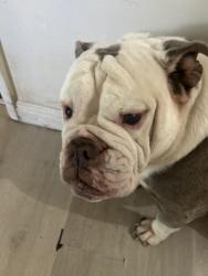 Lost Female Dog last seen Leffingwell and Studebaker, Norwalk, CA 90650
