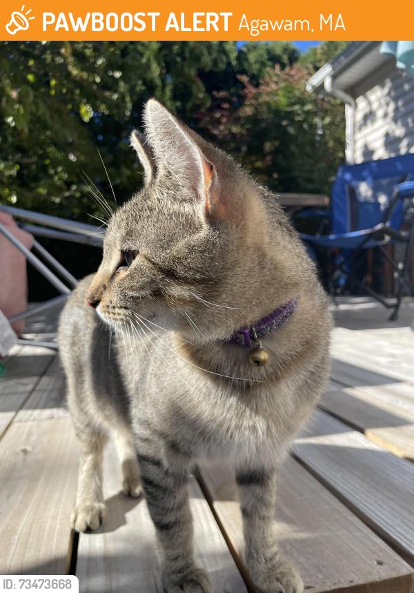 Found/Stray Female Cat last seen Cooper St, Agawam, MA 01001