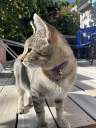 Found/Stray Female Cat last seen Cooper St, Agawam, MA 01001