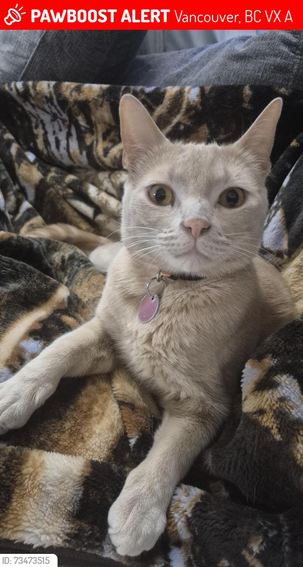 Lost Male Cat last seen Fraser and 60th avenue, Vancouver, BC V5X 2A2
