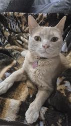 Lost Male Cat last seen Fraser and 60th avenue, Vancouver, BC V5X 2A2