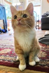 Reunited Male Cat last seen Finnalee rd, Asheville, NC 28803