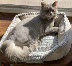 Lost Female Cat last seen Tower Point community 4860 Main Street near Greenfield, Mesa, AZ 85205