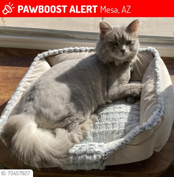 Lost Female Cat last seen Tower Point community 4860 Main Street near Greenfield, Mesa, AZ 85205