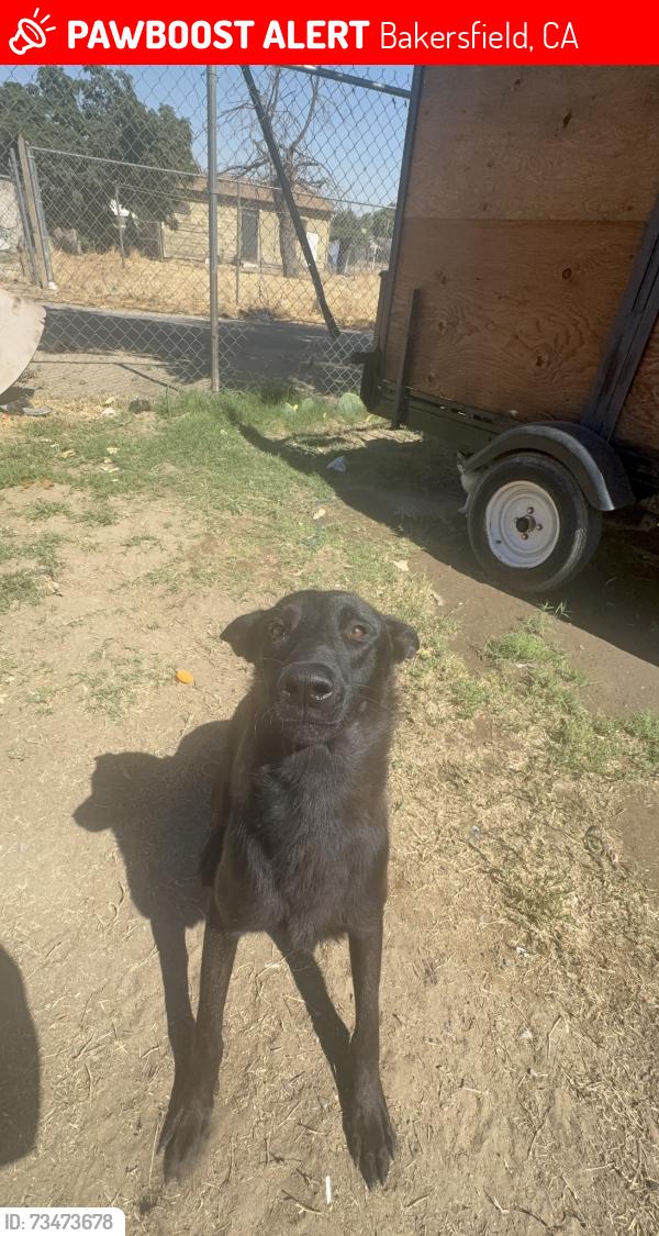Lost Male Dog last seen Near White LN, Bakersfield, CA 93313