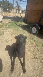 Lost Male Dog last seen Near White LN, Bakersfield, CA 93313