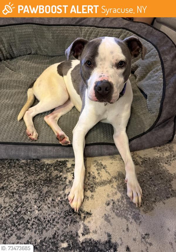 Found/Stray Female Dog last seen I-690 E on ramp near Harley dealership, Syracuse, NY 13204