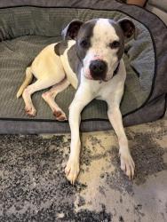 Found/Stray Female Dog last seen I-690 E on ramp near Harley dealership, Syracuse, NY 13204