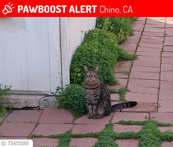 Lost Male Cat last seen Carlos Ct., Chino, CA 91710