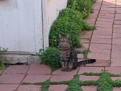 Lost Male Cat last seen Carlos Ct., Chino, CA 91710