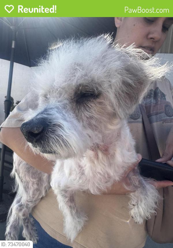 Reunited Male Dog last seen Near W 139th St, Hawthorne, CA 90250