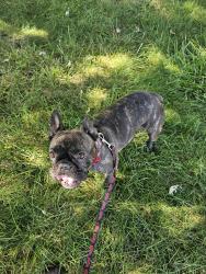 Reunited Female Dog last seen Pinecone and Pinehill, Lewis Center, OH 43035