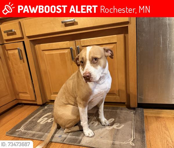 Lost Female Dog last seen 21st St NE, Rochester, MN 55906