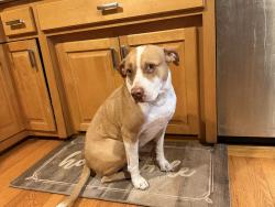 Lost Female Dog last seen 21st St NE, Rochester, MN 55906