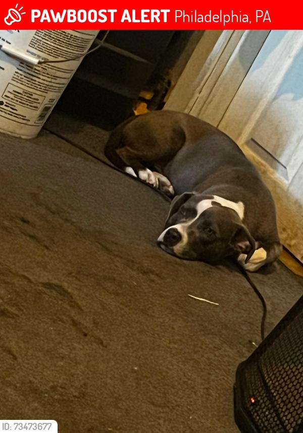 Lost Male Dog last seen 8th street, Philadelphia, PA 19133