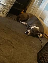 Lost Male Dog last seen 8th street, Philadelphia, PA 19133