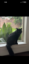 Reunited Male Cat last seen Lane park Dr /Lane Park Ct. Off ParkLn between Hillcrest and Boedeker, Dallas, TX 75225