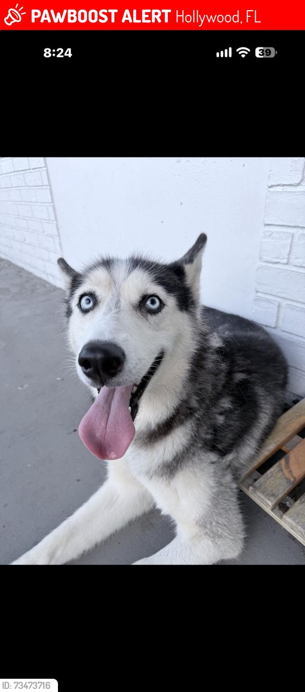 Lost Female Dog last seen Washington street, Hollywood, FL 33020
