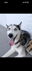 Lost Female Dog last seen Washington street, Hollywood, FL 33020