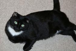 Lost Male Cat last seen Humane society nature coast, Brooksville, FL 34601