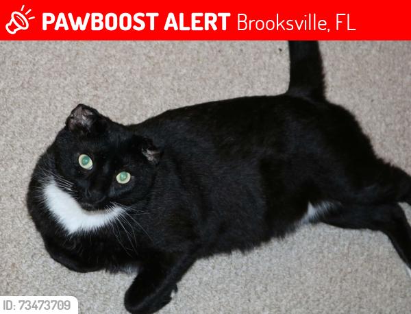 Lost Male Cat last seen Humane society nature coast, Brooksville, FL 34601