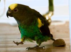 Lost Female Bird last seen Avondale ests/Clarendon Avenue, Avondale Estates, GA 30002