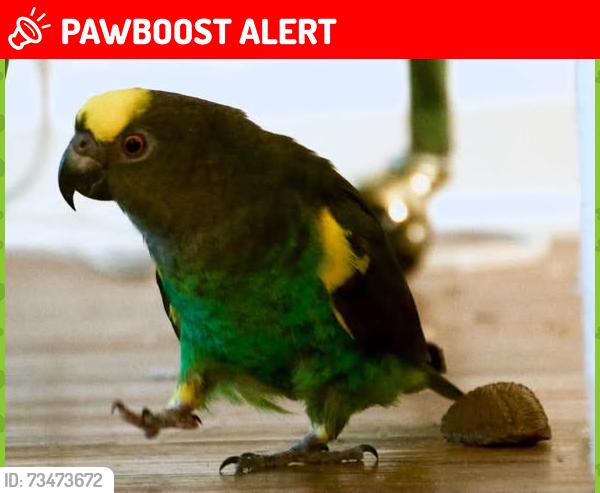 Lost Female Bird last seen Avondale ests/Clarendon Avenue, Avondale Estates, GA 30002