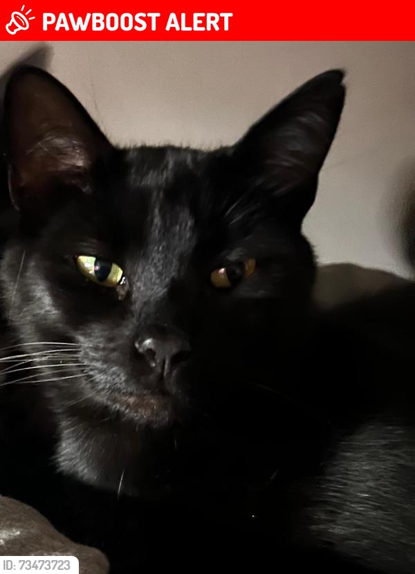 Lost Male Cat last seen Daisyfield Close, Wythenshawe, England M22 1GZ