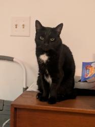 Reunited Female Cat last seen Main street bondsville, Belchertown, MA 01007